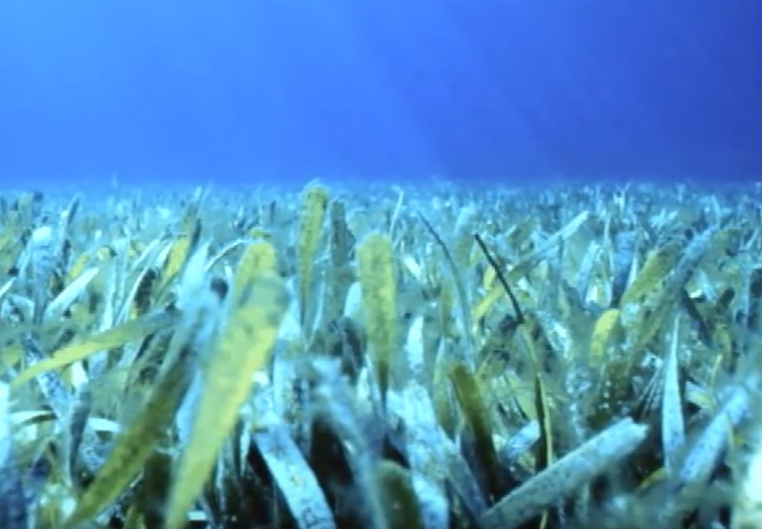 A short movie about seagrass features some facts about these underwater plants, global trends that seagrasses are experiencing, and seagrass research